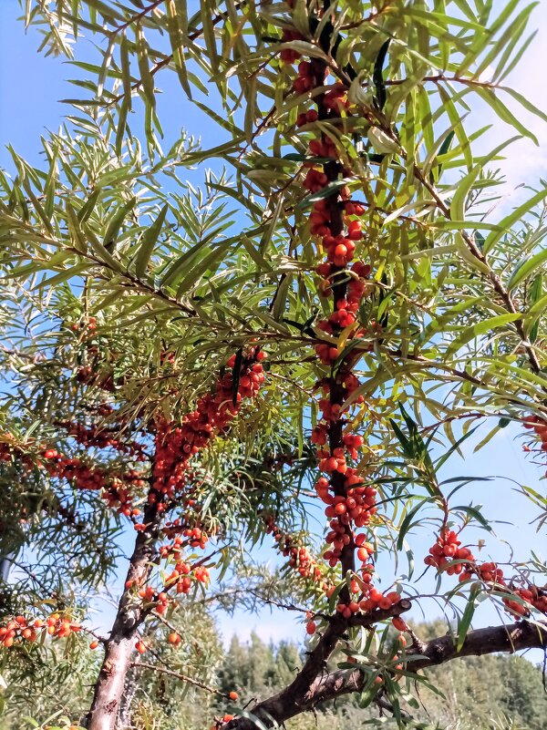 Облепиха в парке Тондираба - Veera V