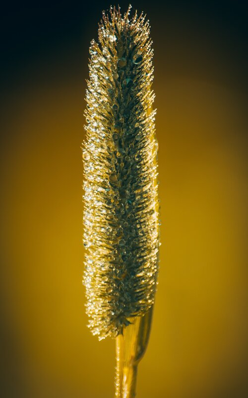 *** - Виктор Иванович Чернюк