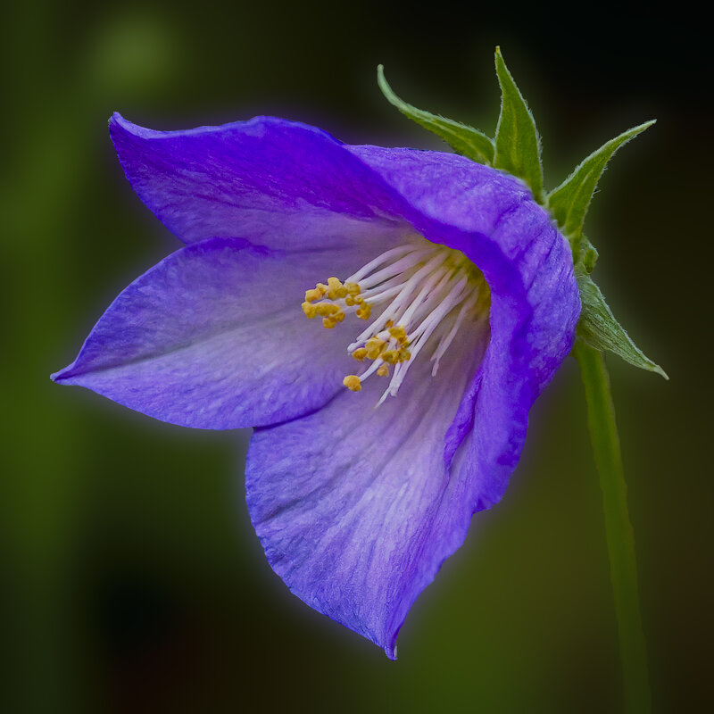 Колокольчик - Aleksey Afonin