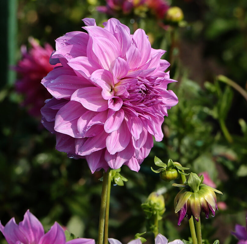 Георгина - Анатолий Шумилин