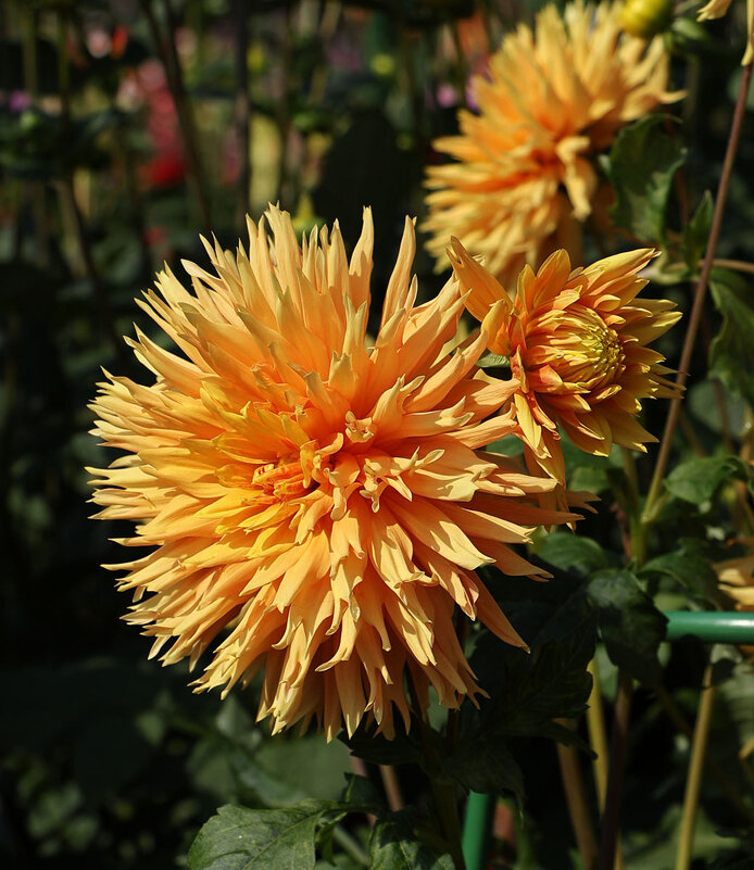 Георгина - Анатолий Шумилин