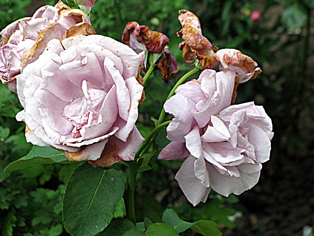 Цветы. - Владимир Драгунский