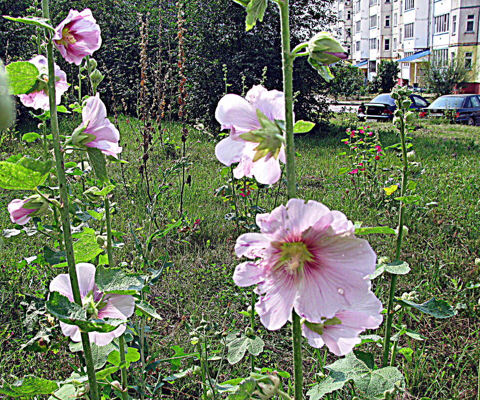 Цветы. - Владимир Драгунский Цветы. - Владимир Драгунский