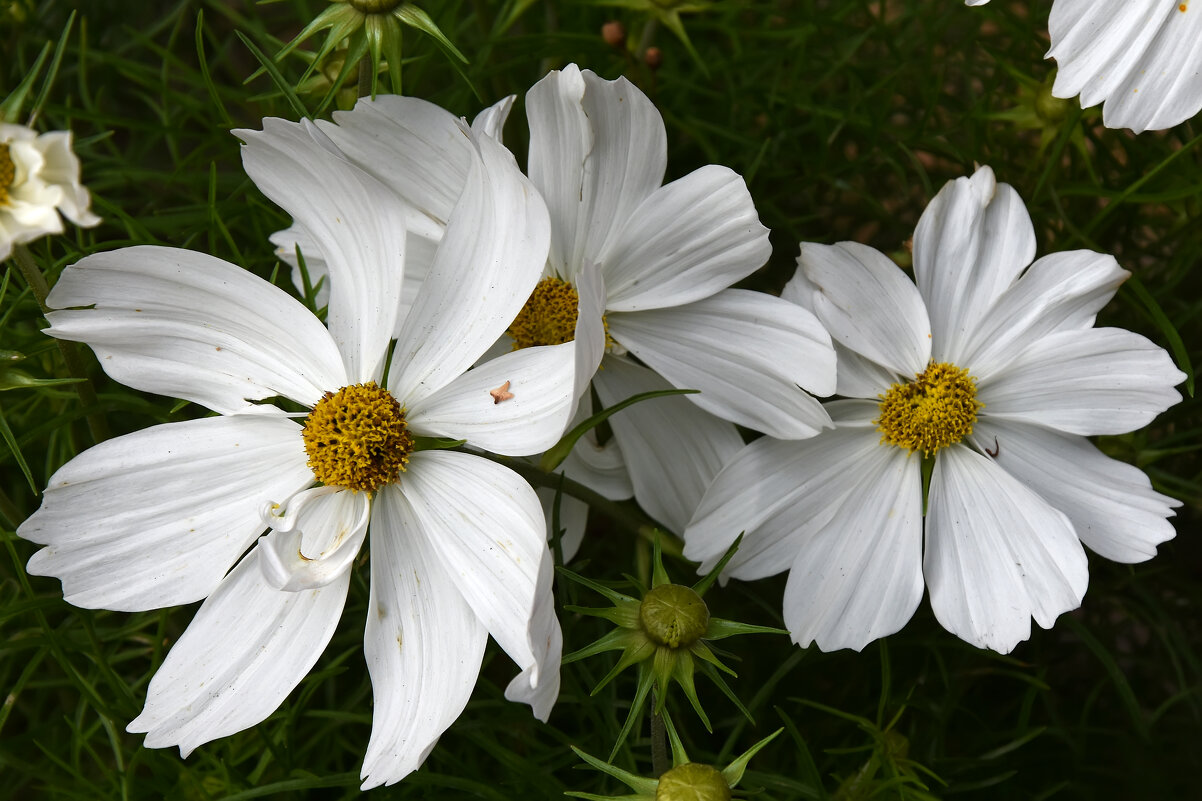Москва. Август в Аптекарском огороде. - Наташа ***** Москва. Август в Аптекарском огороде. - Наташа *****