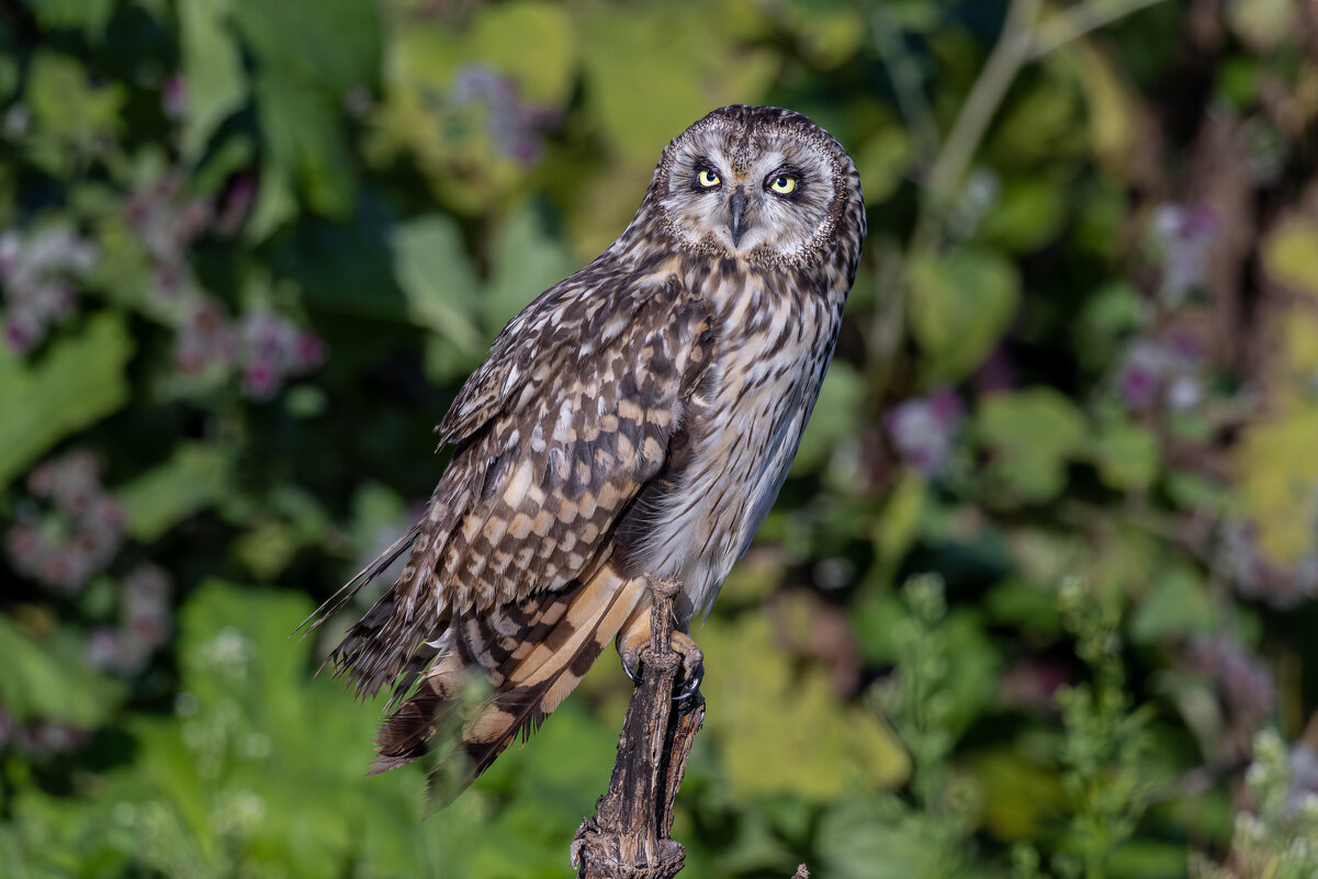 сова болотная. - юрий макаров