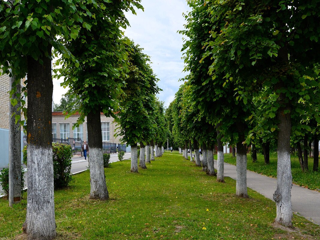 Чебоксары. Аллея Библиотечного переулка в начале лета. - Пётр Чернега