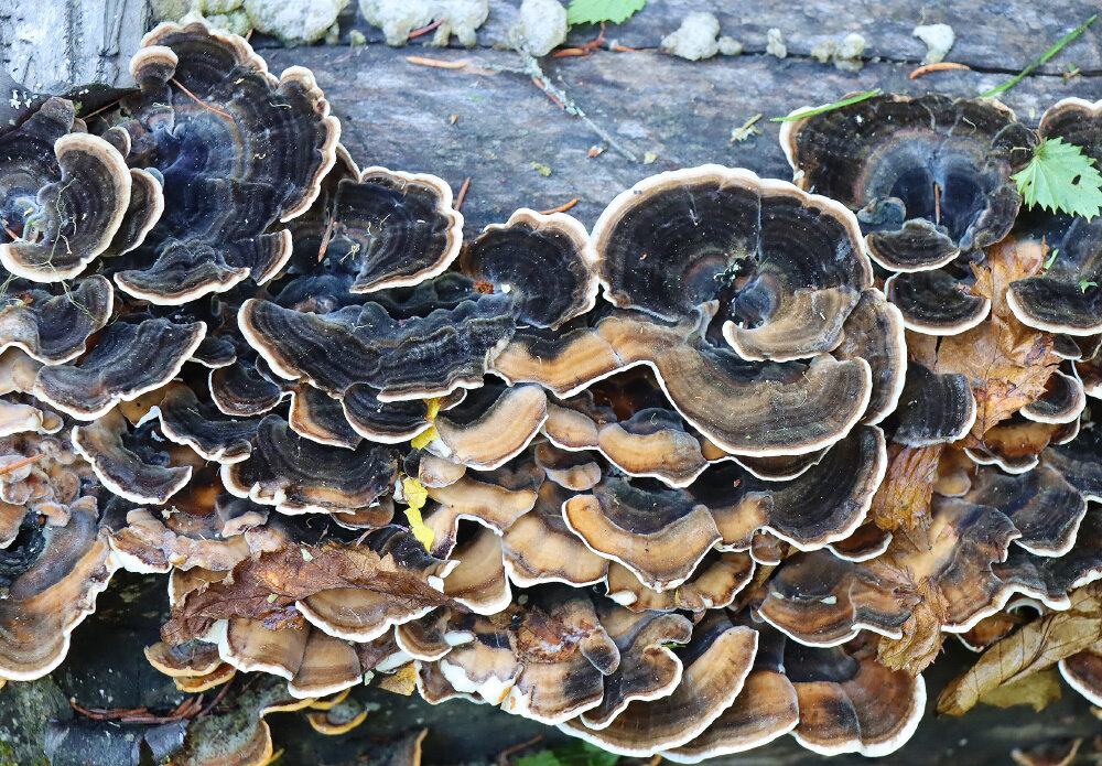 Пёстрый мир природы - Галина Ильясова