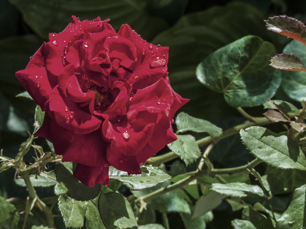 Алая  роза - Валентин Семчишин