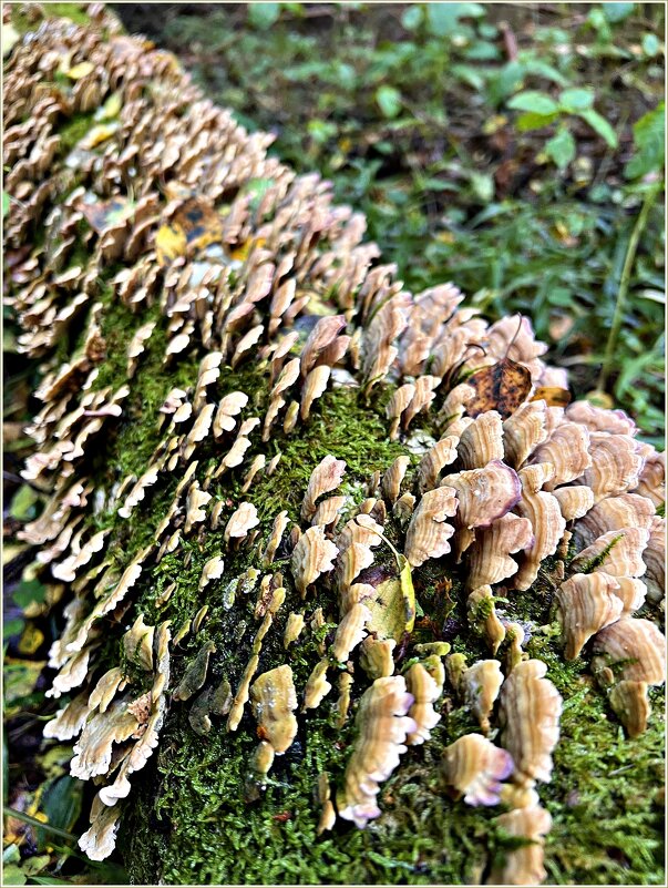 Трутовики. - Валерия Комова