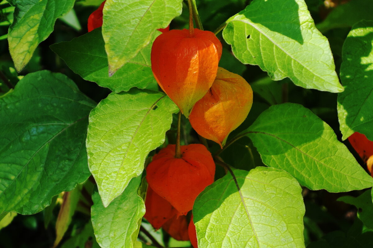 Физалис - Рита Симонова