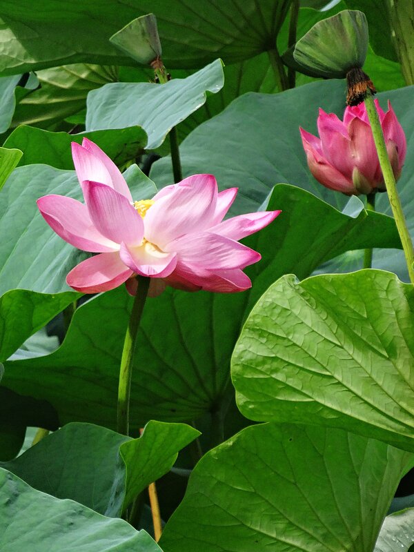 Озеро лотосов - Лидия Бусурина Озеро лотосов - Лидия Бусурина