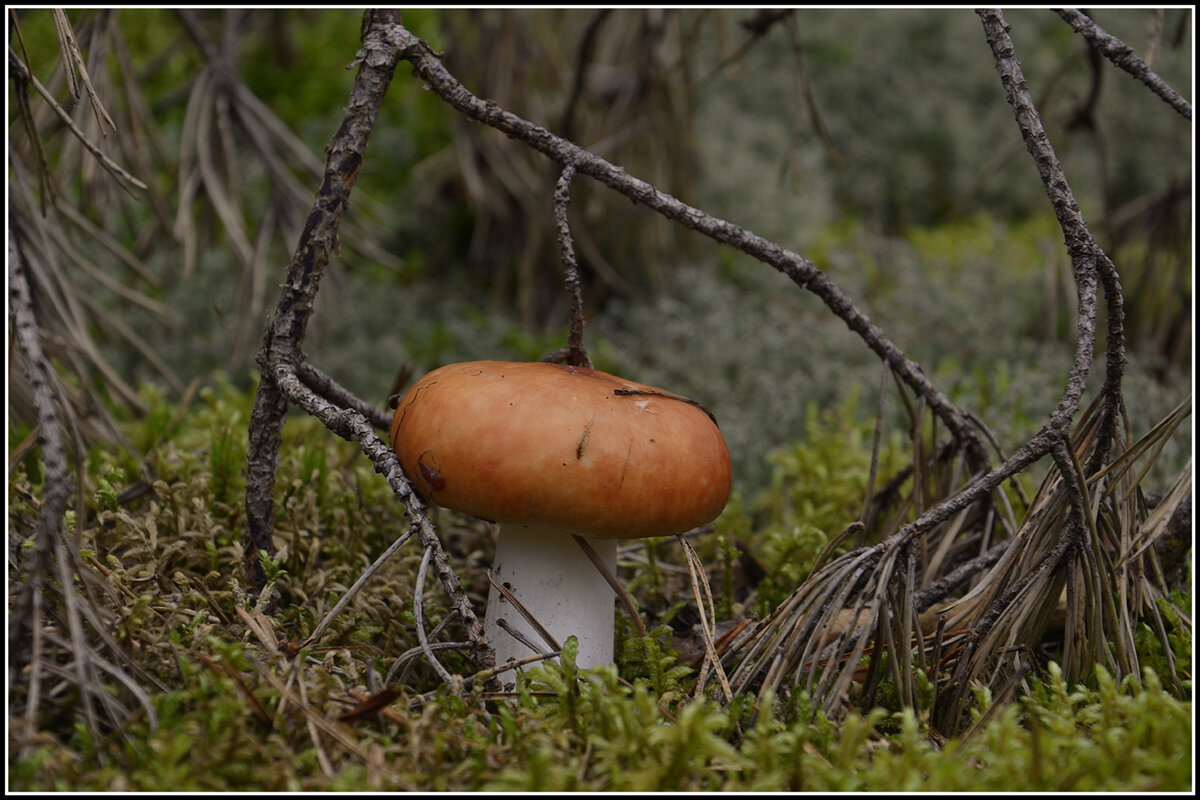 Сыроежка... - Aleksandr Gal