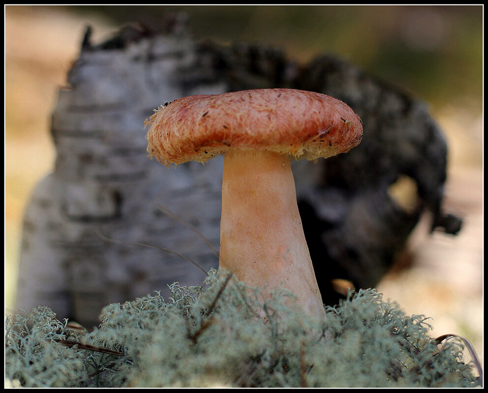 С Волнушкой - Aleksandr Gal С Волнушкой - Aleksandr Gal