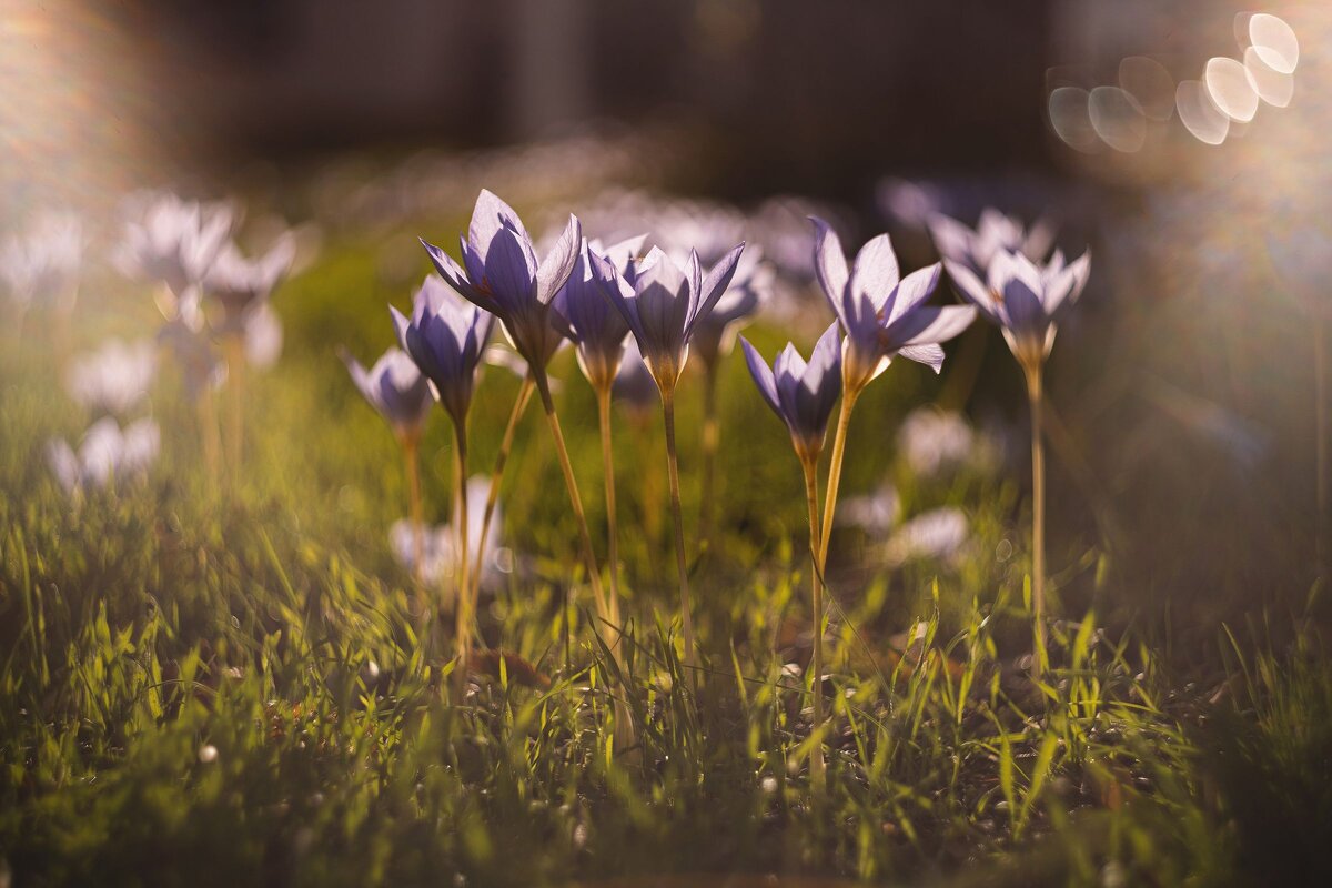 История осенних воскрешений. - Анатолий Щербак