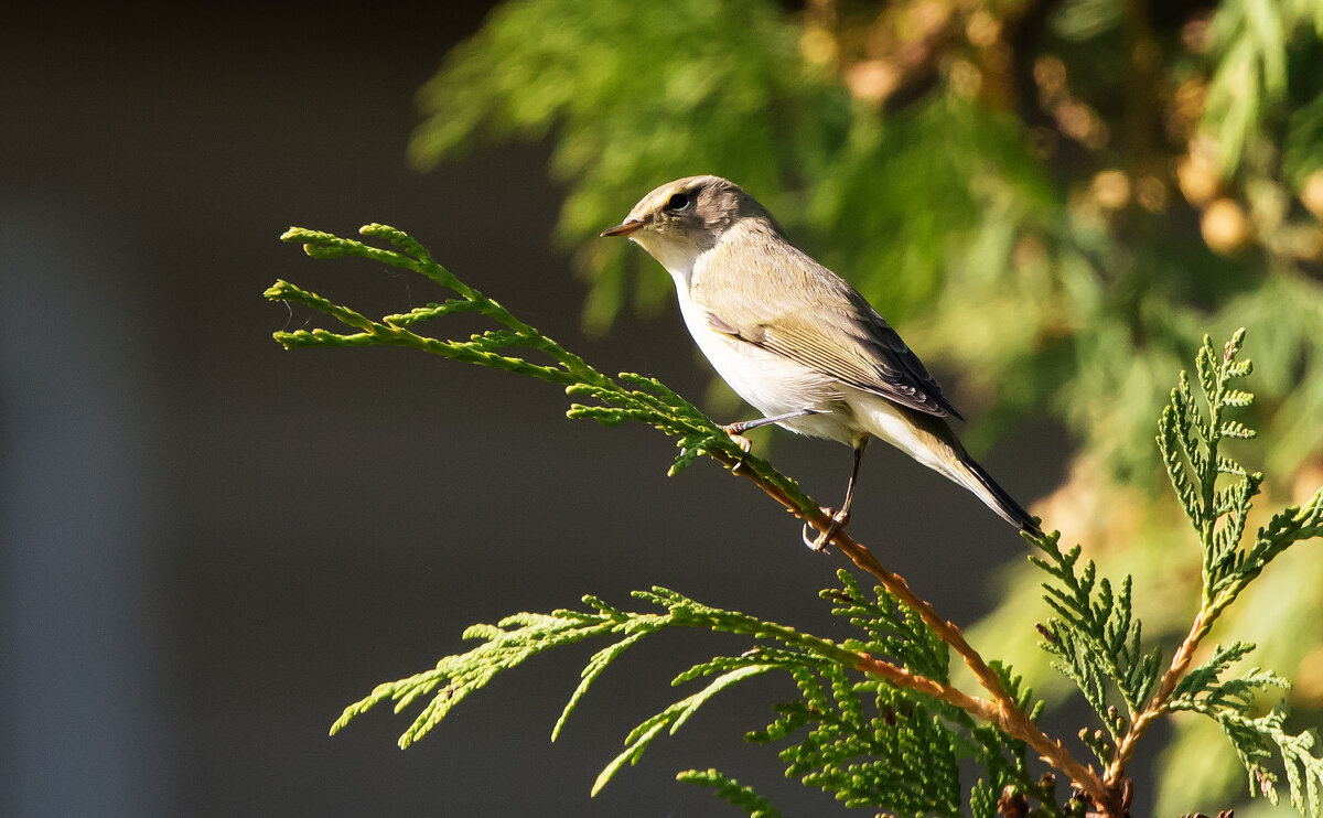 Пеночка. - Владимир Безбородов Пеночка. - Владимир Безбородов