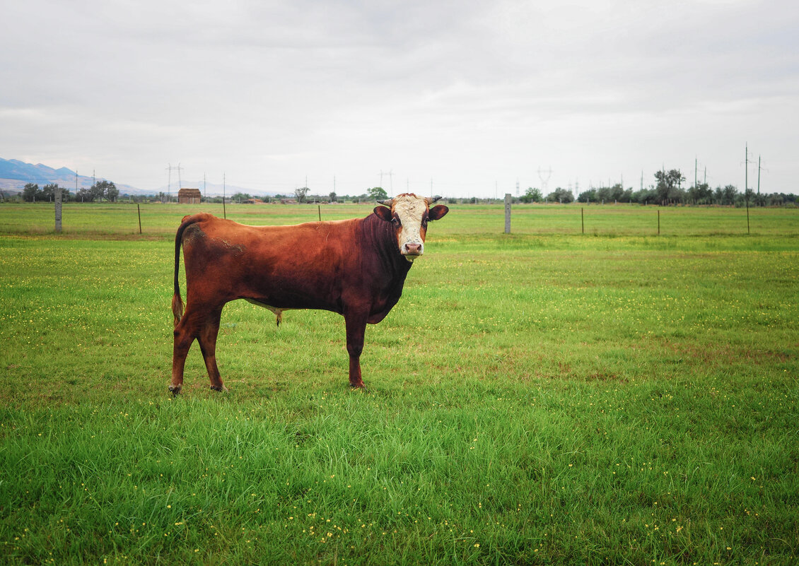 Сельские обитатели - Магомед . Сельские обитатели - Магомед .