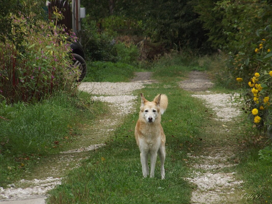 Соседка - Freddy 97