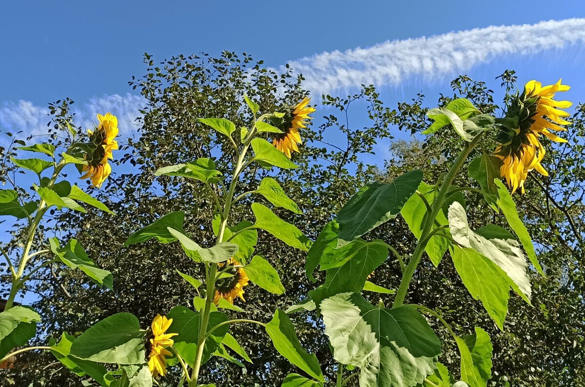 С трёхметровой высоты! - veilins veilins