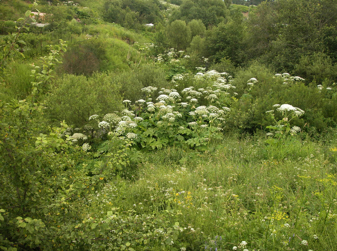 Борщевик наступает! - Наталья Лунева 