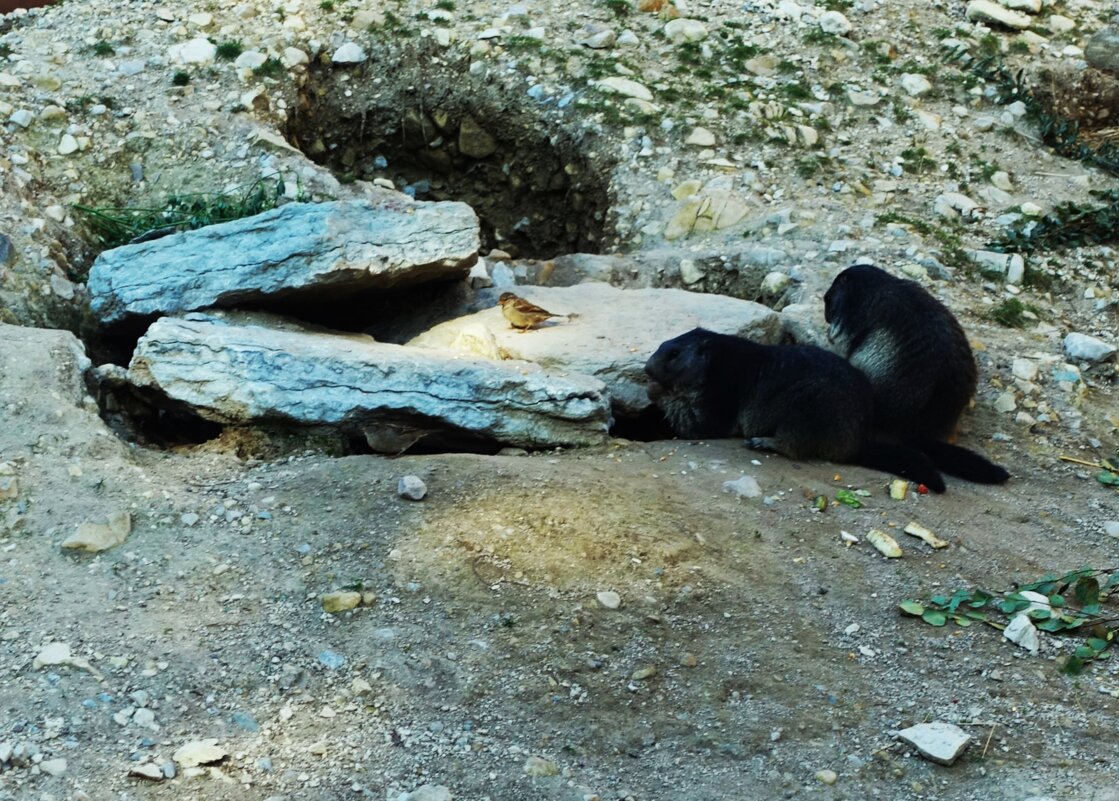 Северобайкальским суркам воробьи не помеха.. - Aida10 Северобайкальским суркам воробьи не помеха.. - Aida10
