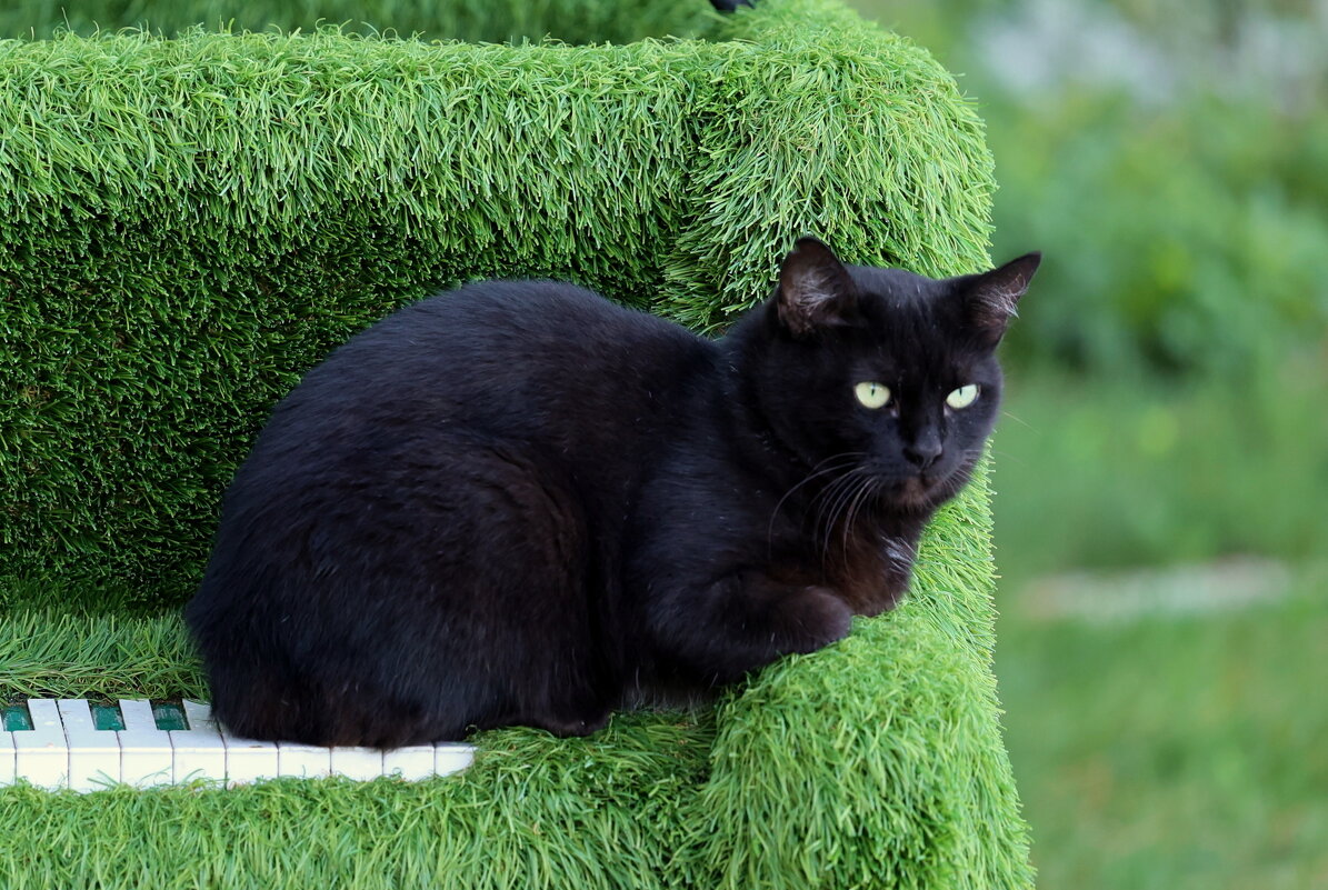 Зелёные глаза на зелёном рояле. - Александр Кондаков Зелёные глаза на зелёном рояле. - Александр Кондаков