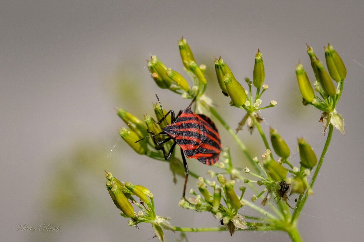 Щитник линейчатый... - Николай Гирш