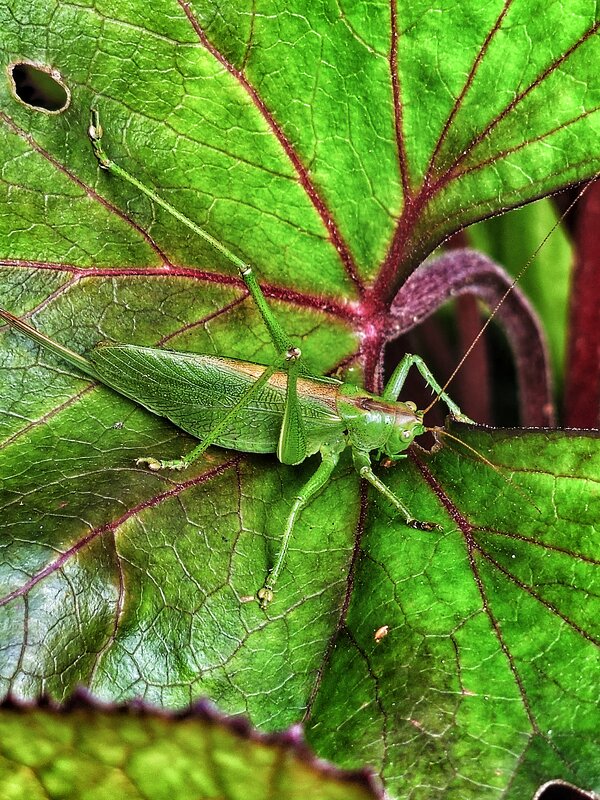 Маскировка. - Галина Левина Маскировка. - Галина Левина