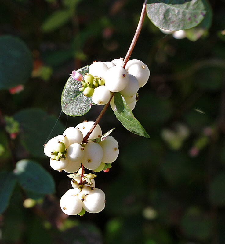 Снежноягодник в сентябре - Светлана 