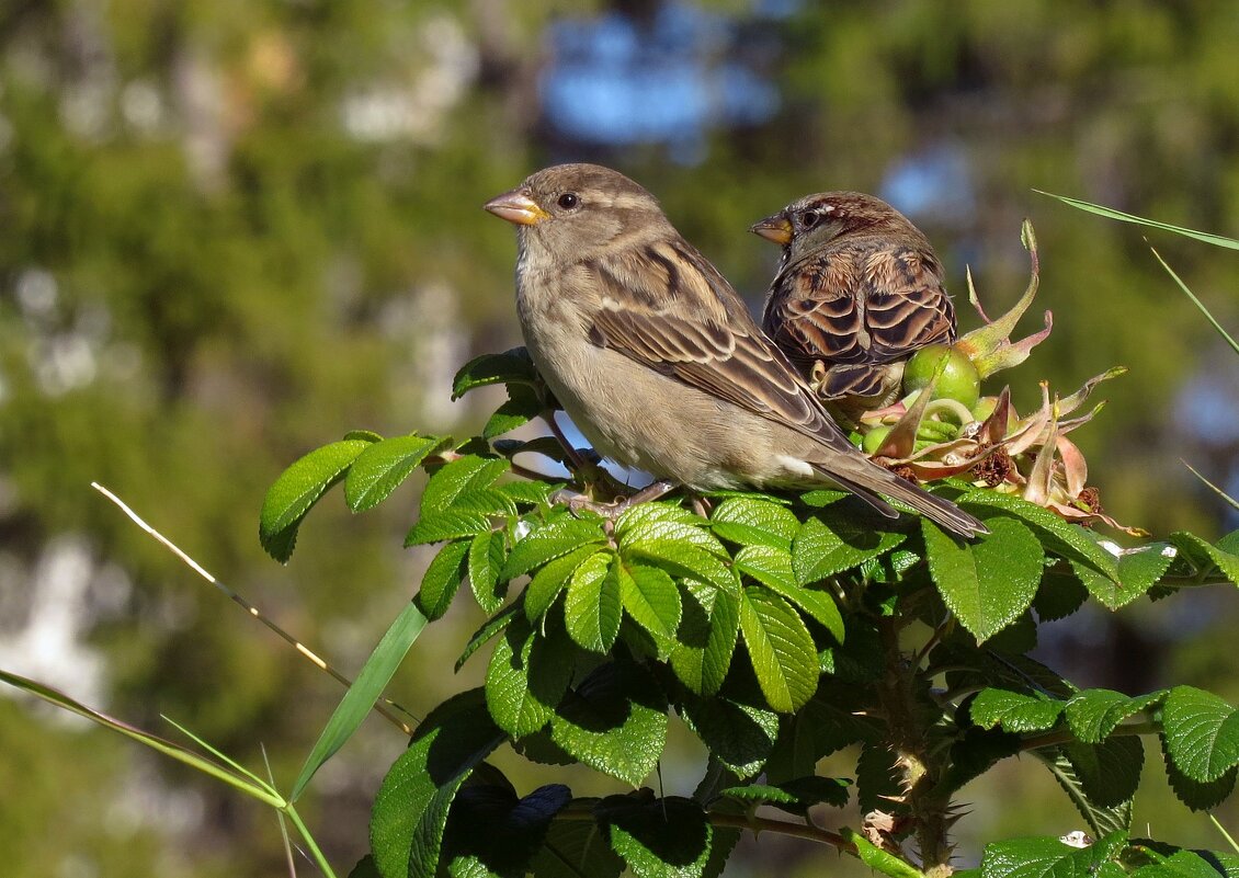 Воробушки - Ната Волга