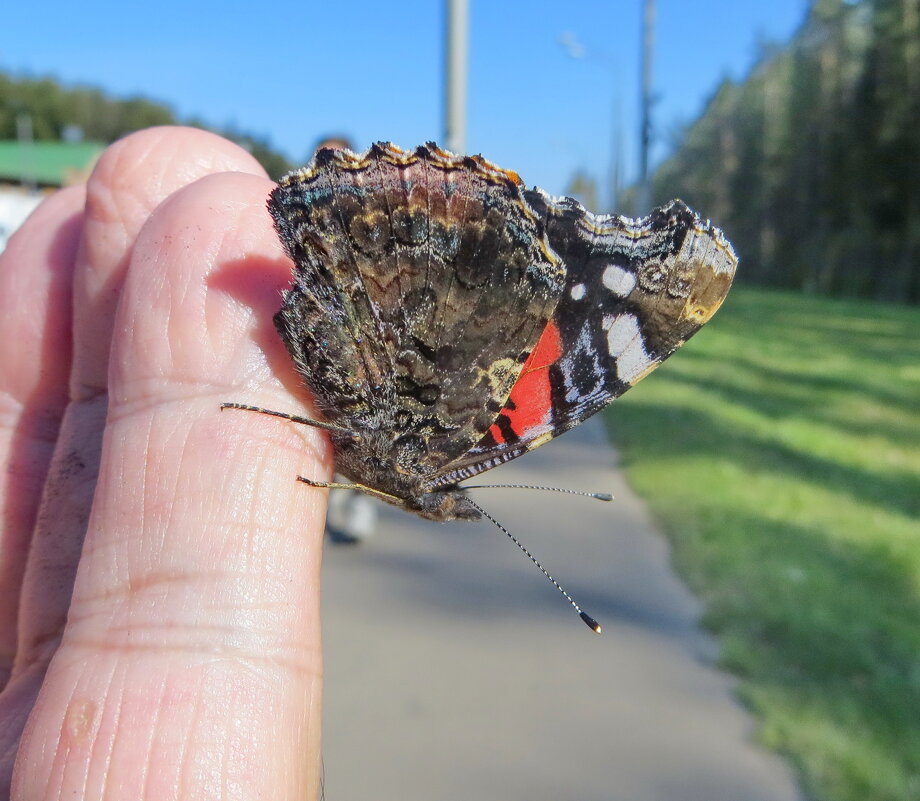 Адмирал-путешественник - Александр Чеботарь