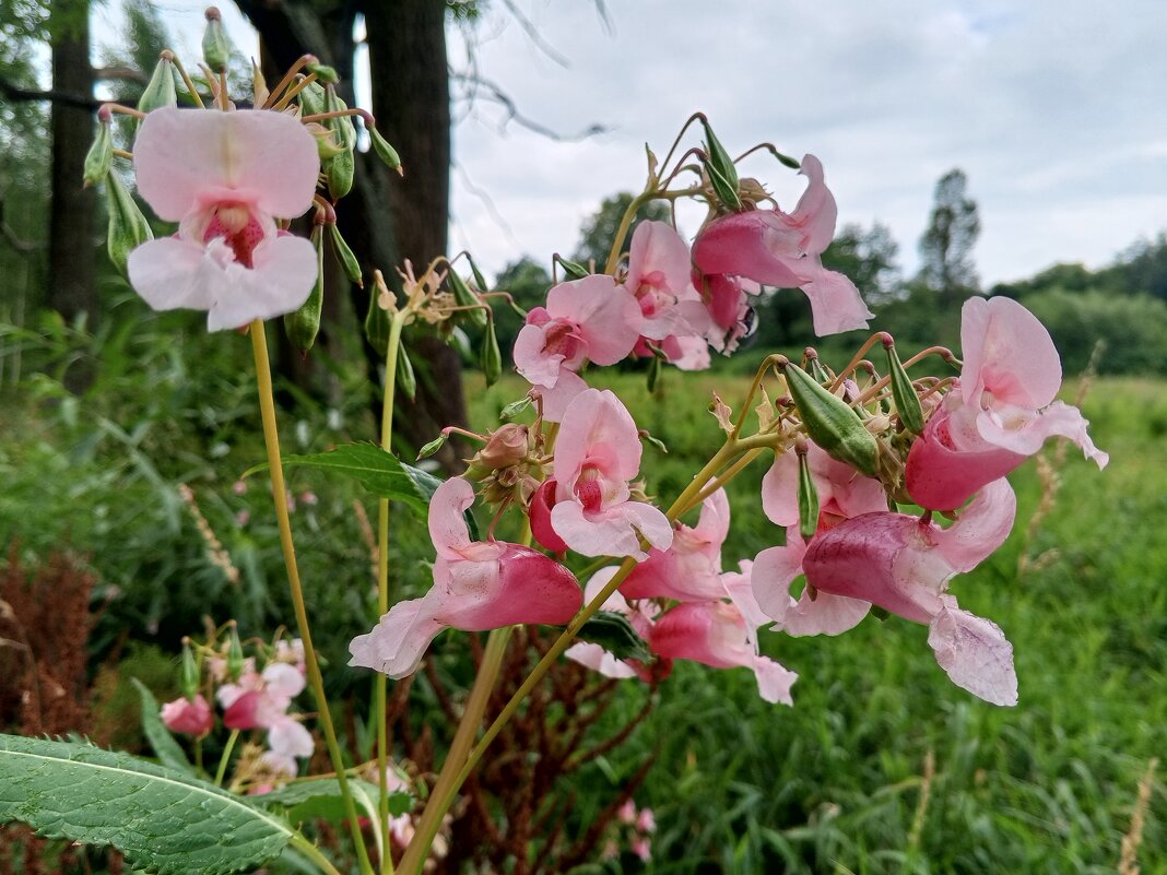 Недотрога - Сапсан 