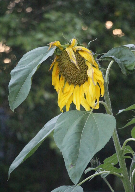 Сентябрь - Наталья Герасимова