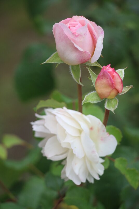 Сентябрь - Наталья Герасимова Сентябрь - Наталья Герасимова