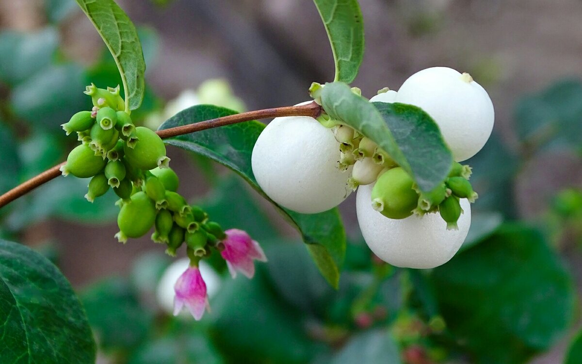 Снежноягодник - Милешкин Владимир Алексеевич 