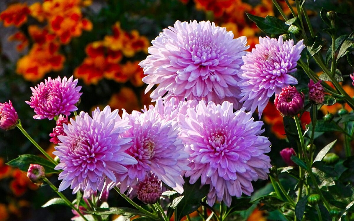 Цветы сентября. - Милешкин Владимир Алексеевич Цветы сентября. - Милешкин Владимир Алексеевич