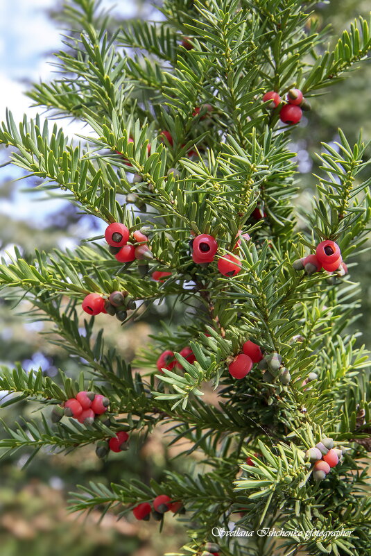 Тис ягодный - Светлана Ищенко