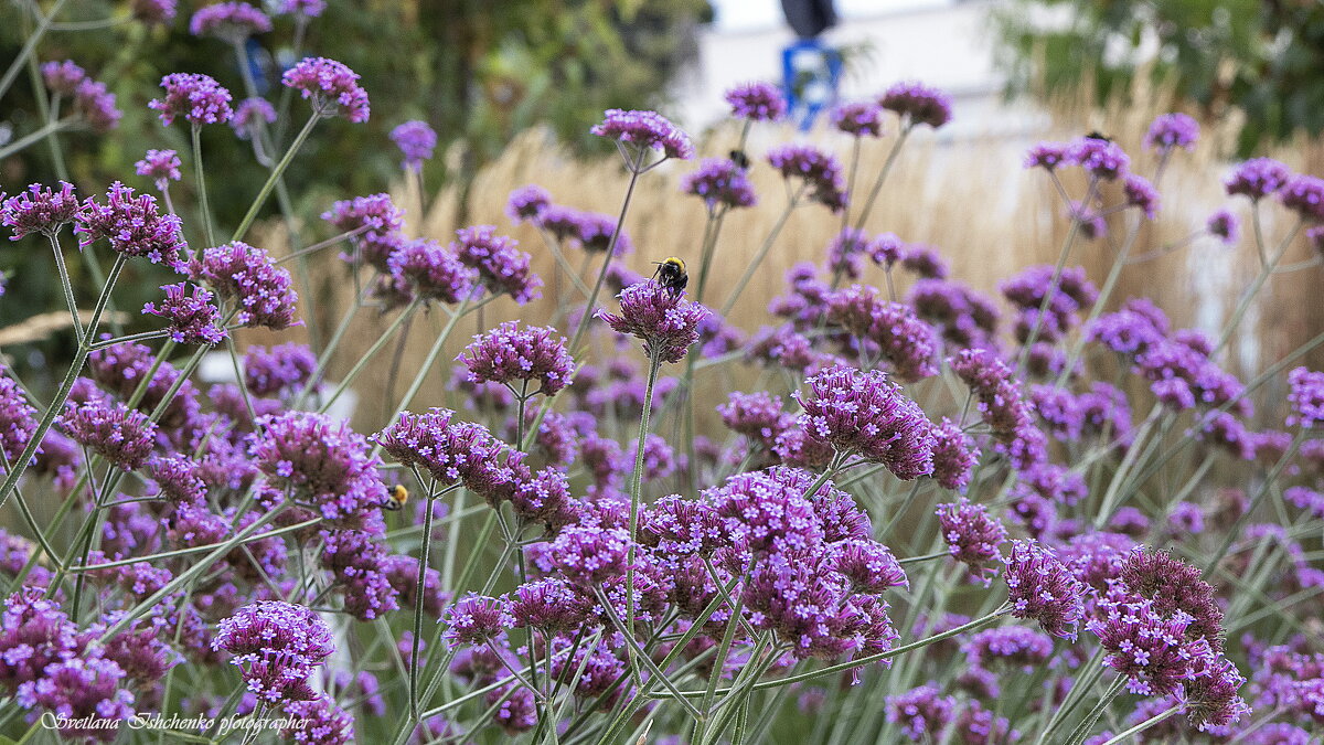 Вербена бонарская - Светлана Ищенко
