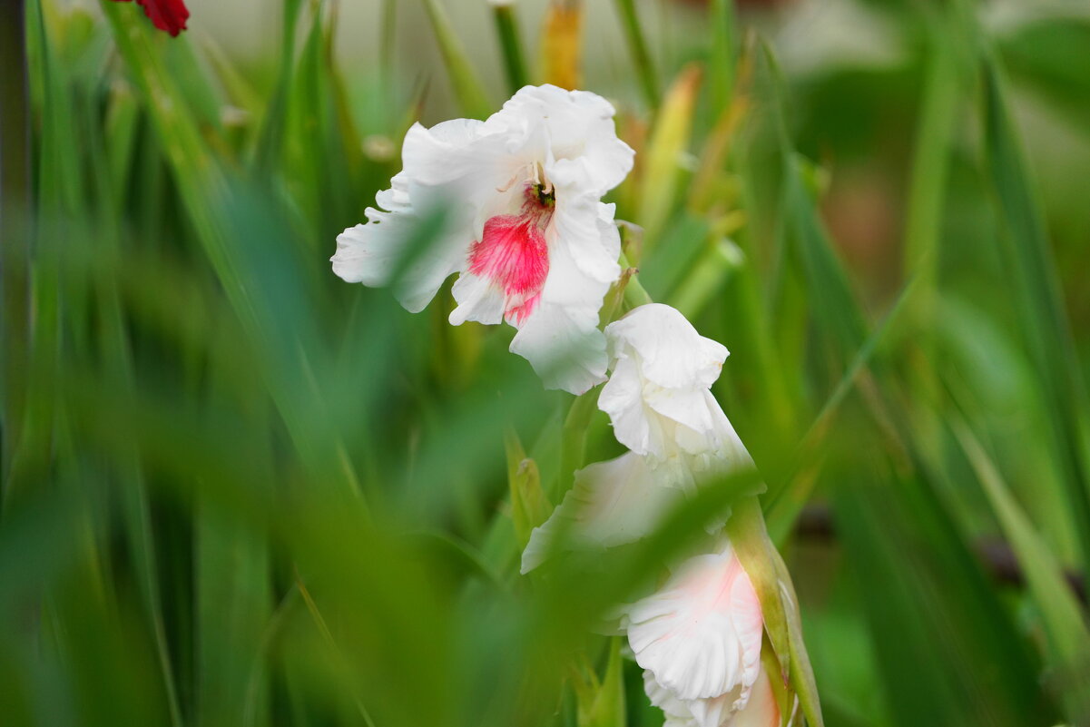 *** - Иван Литвинов