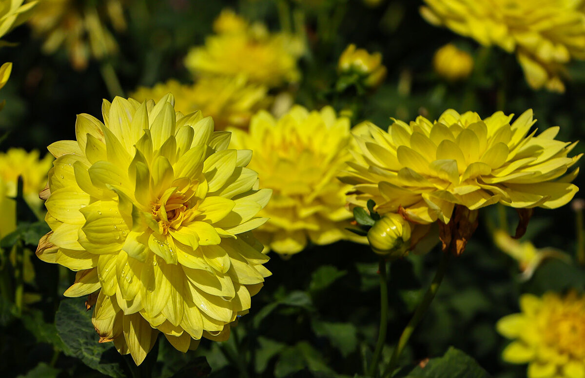 Георгина - Анатолий Шумилин