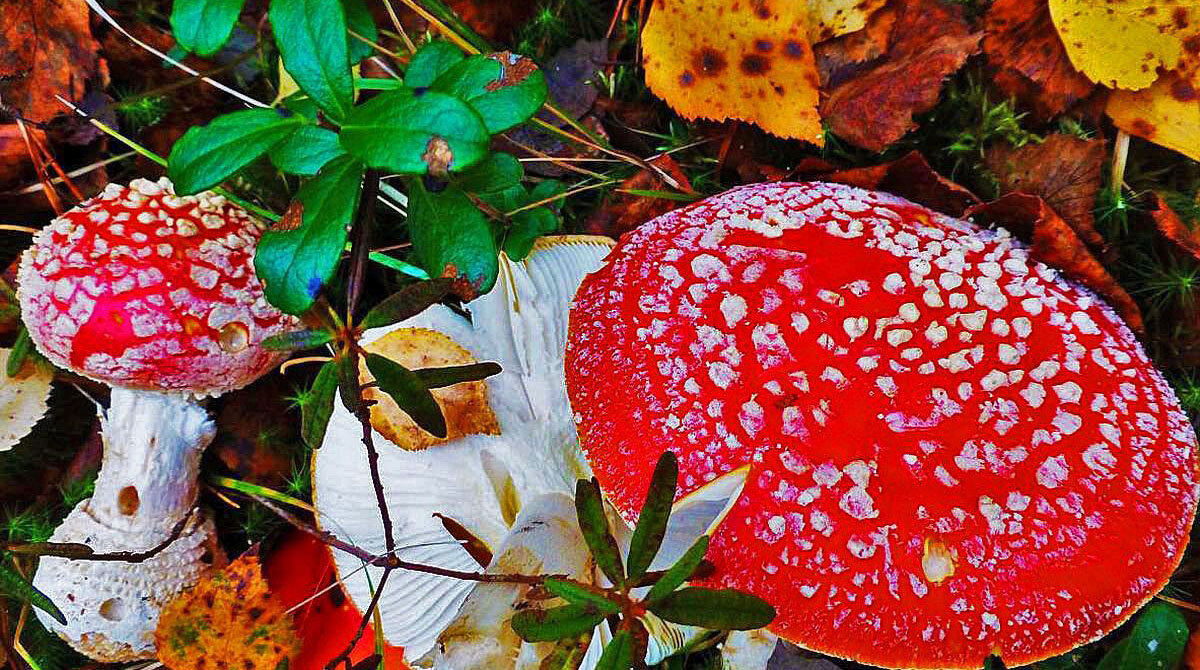 Август...Ядовитая  лесная краса! - Владимир 