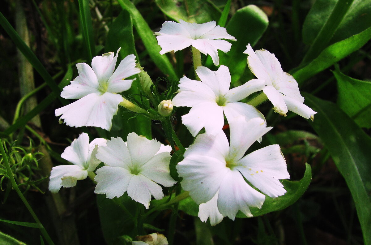 Нежная красота - Людмила Смородинская