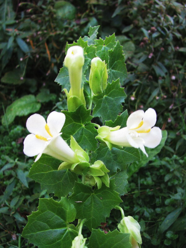 Ампельная глоксиния - Людмила Смородинская