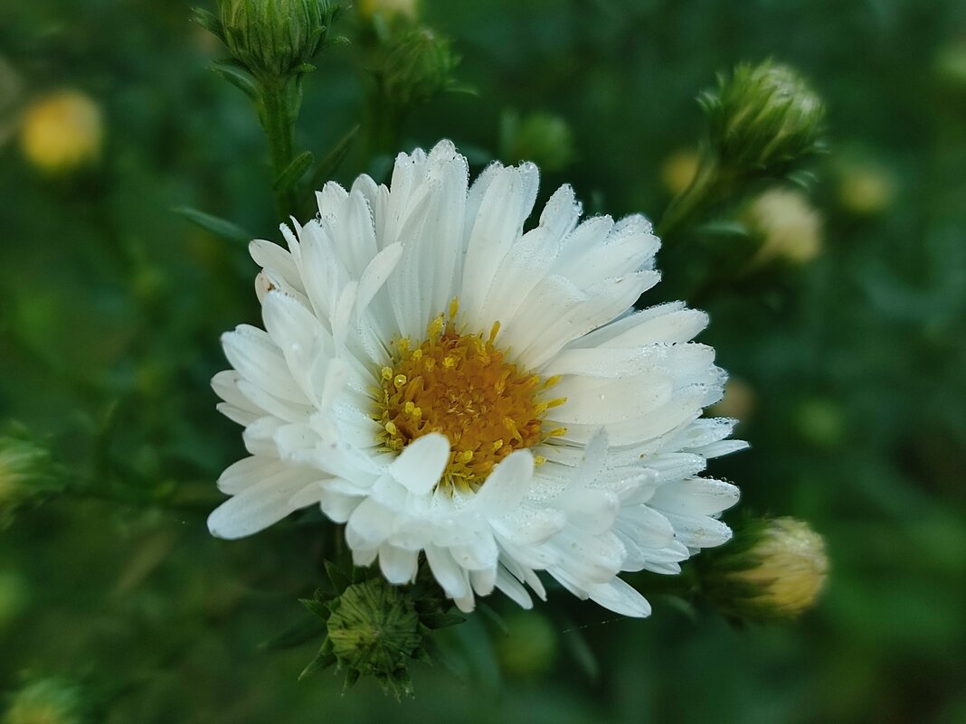 В утренней росе - Валентина Богатко В утренней росе - Валентина Богатко