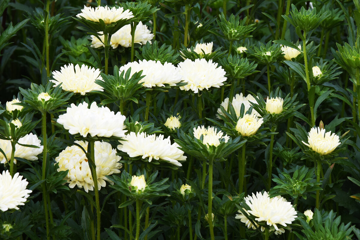 Москва. Август в Аптекарском огороде. - Наташа *****