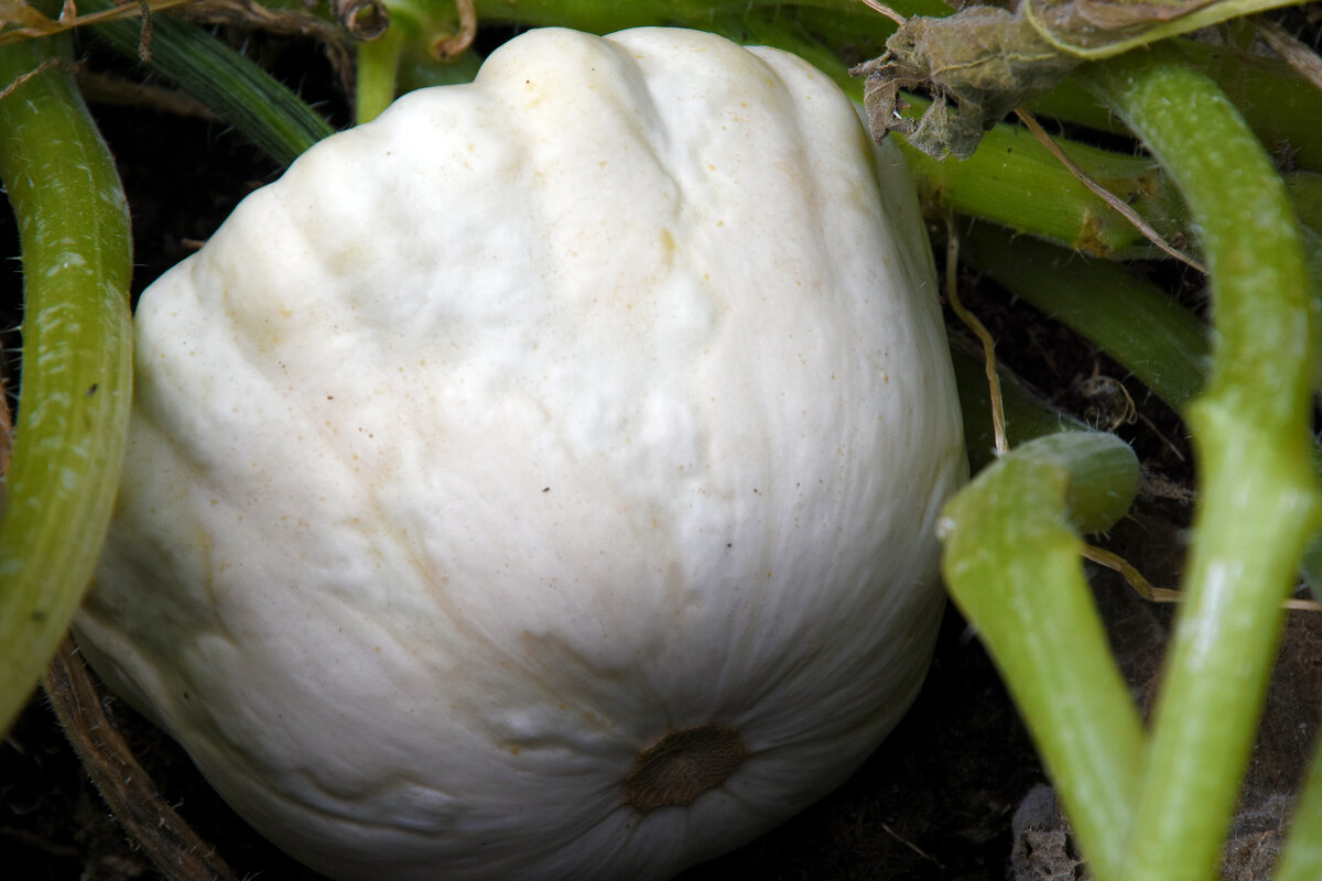 Москва. Август в Аптекарском огороде. - Наташа *****