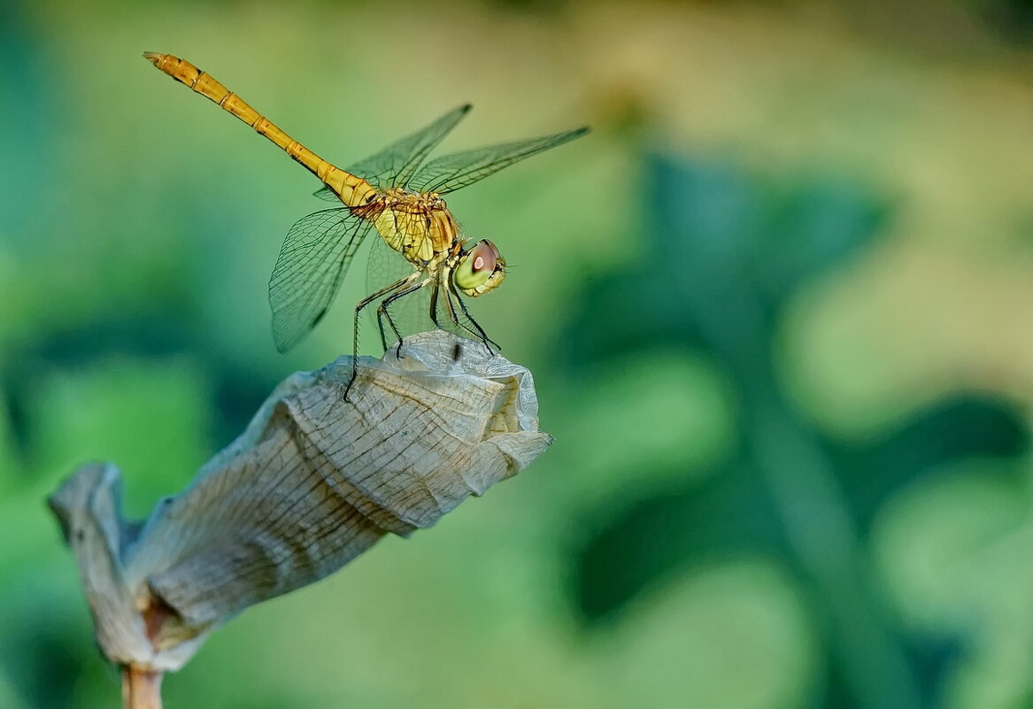 Макро мир вокруг нас... - Николай Саржанов