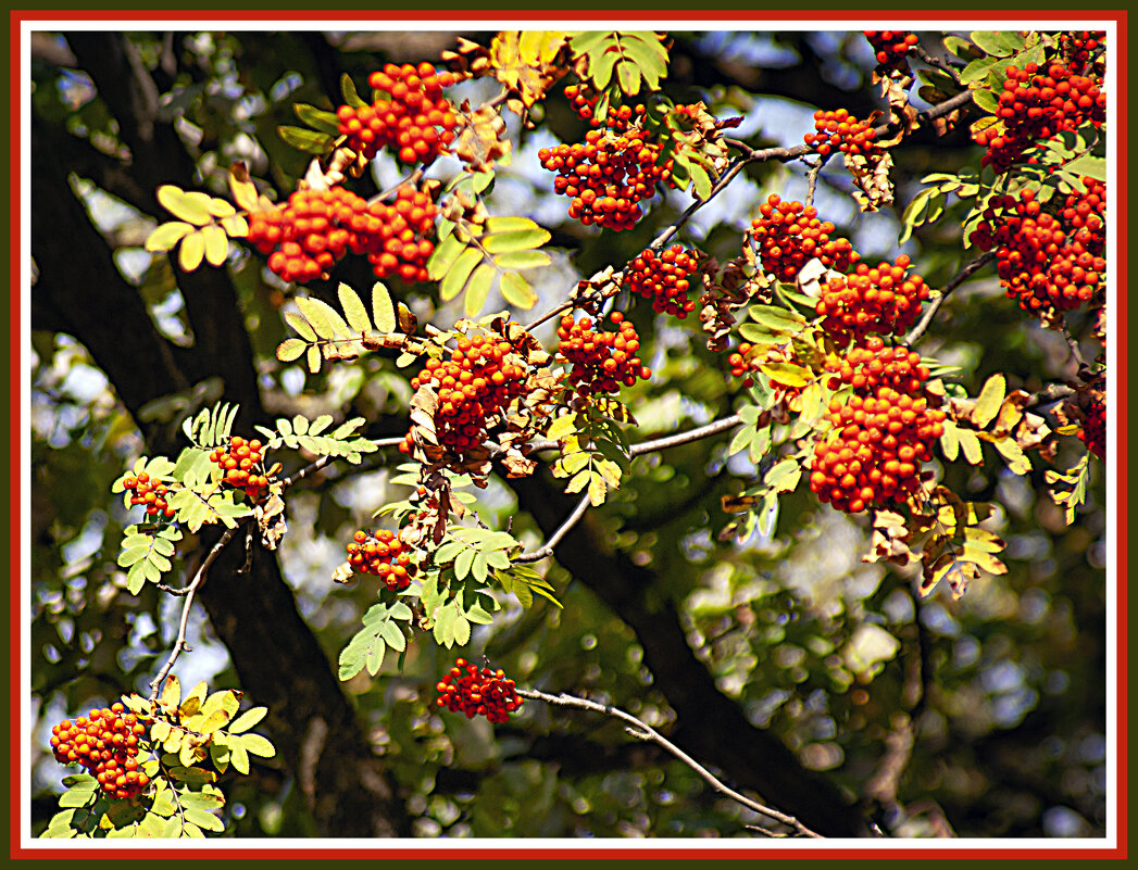 И вновь рябины урожай - Владимир Кроливец