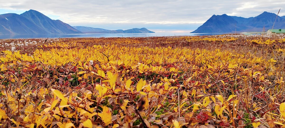 Золотая тундра.  - Татьяна Чаброва