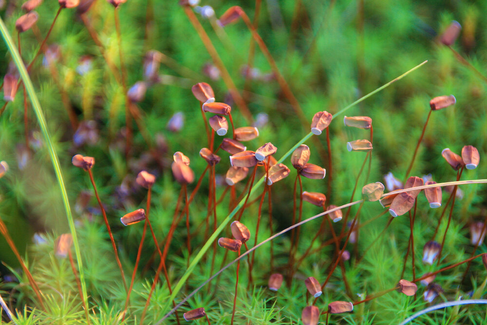Сфагнум - Галина Ильясова