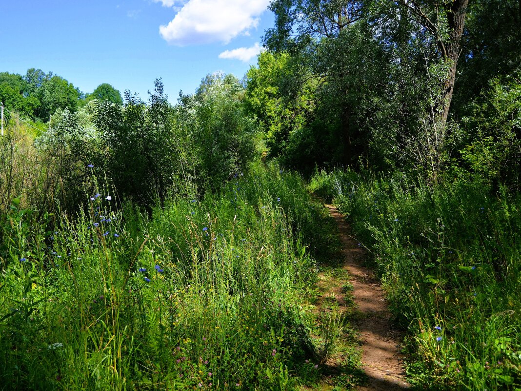 Чебоксары. Тропинка на опушке леса Сургутского оврага. - Пётр Чернега
